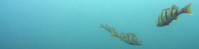 Fische